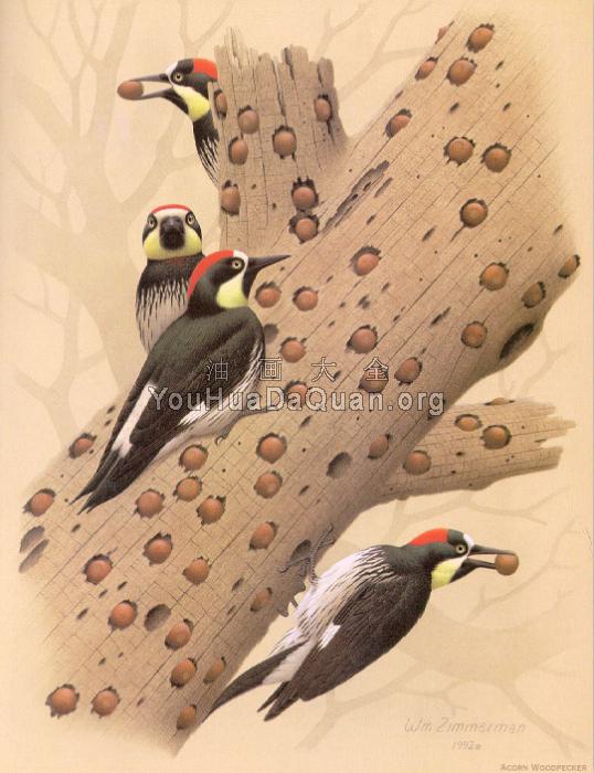 Acorn Woodpecker - 威廉·齐默曼